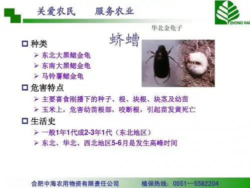 高巧蒙城玉米会