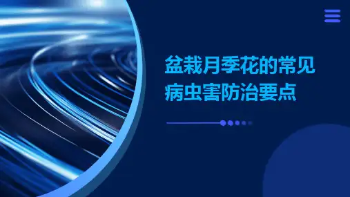 盆栽月季花的常见病虫害防治要点