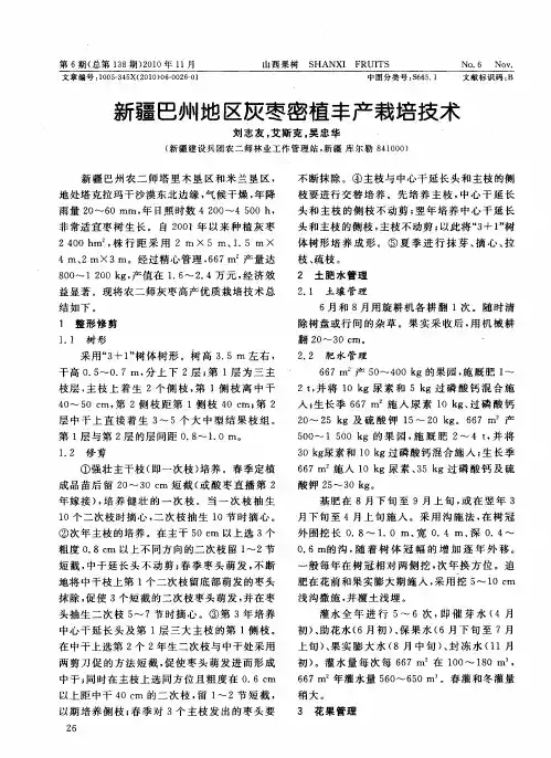 新疆巴州地区灰枣密植丰产栽培技术