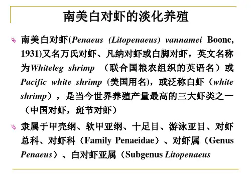河蚌养殖课件 南美白对虾的养殖-11