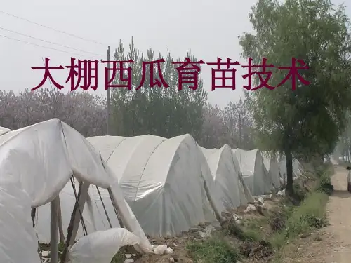 大棚西瓜育苗技术共35页
