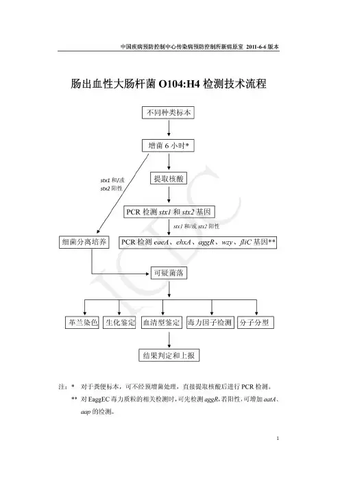 肠出血性大肠杆菌O104:H4检测技术流程