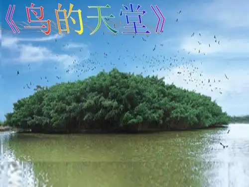 鸟的天堂ppt精彩