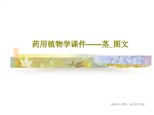 药用植物学课件——茎_图文共62页