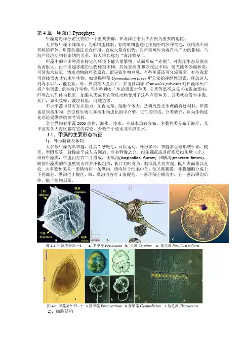 甲藻门Pyrrophyta要点
