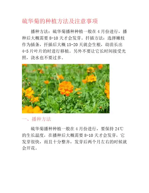 硫华菊的种植方法及注意事项