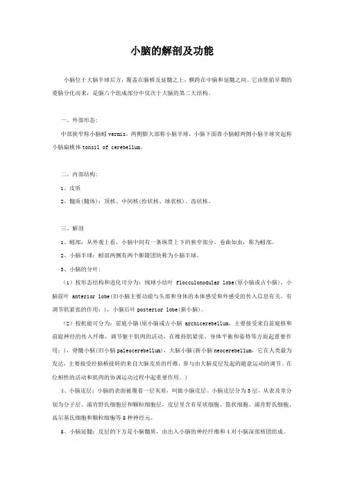 小脑的解剖 2