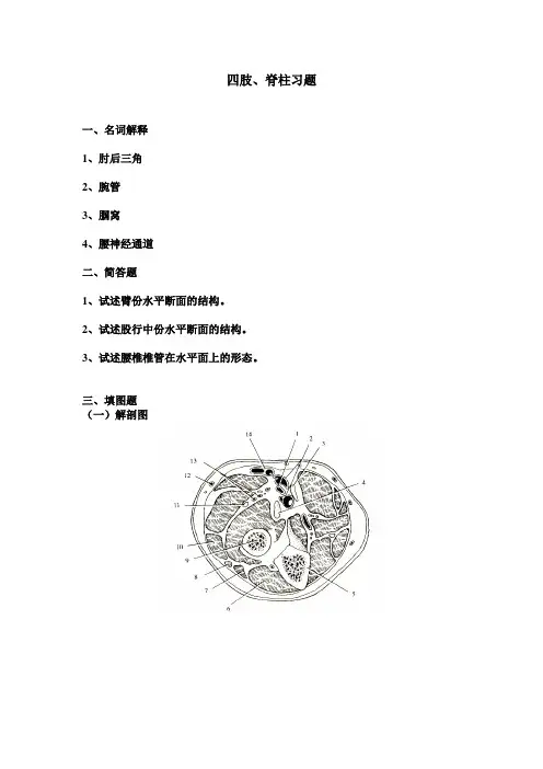 断层解剖学 四肢、脊柱作业