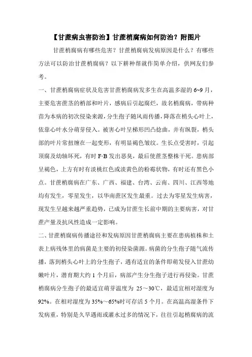 【甘蔗病虫害防治】甘蔗梢腐病如何防治？附图片