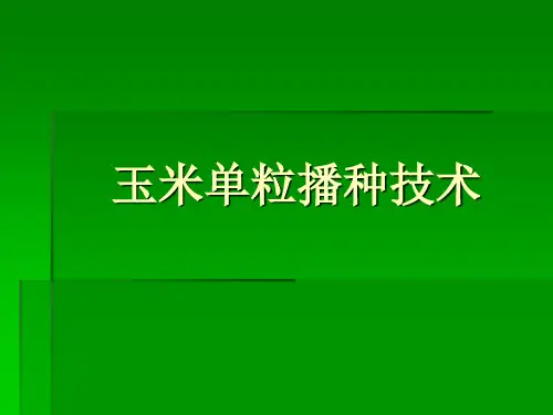 玉米单粒播种技术