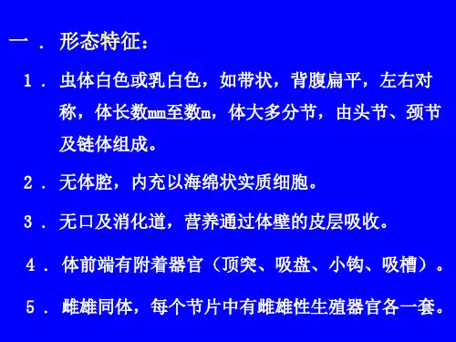 猪带绦虫 牛带绦虫