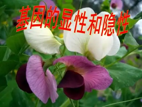 基因的显性和隐性课件 (1)