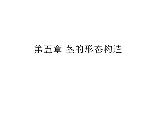 (完整版)第5章茎的形态构造