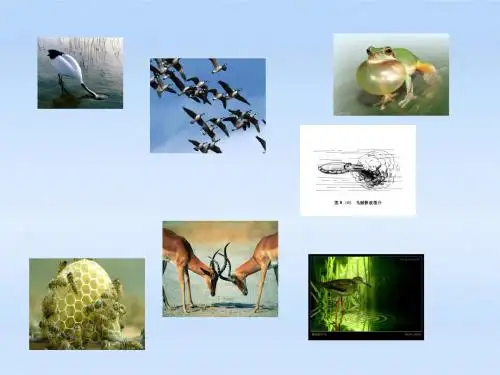 七年级生物上册 第二章生物圈中的动物第二节动物的行为课件2(2) 济南版