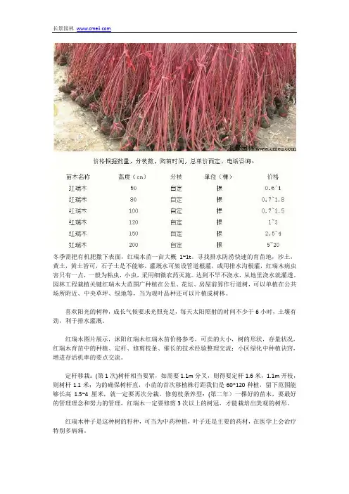 红瑞木苗
