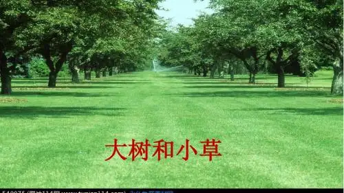大树和小草