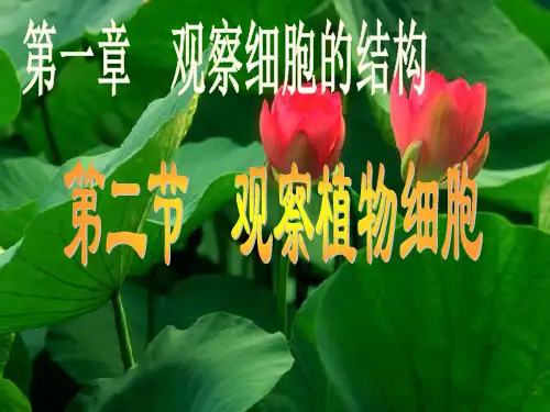 植物细胞