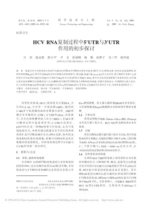 HCVRNA复制过程中5_UTR与3_UTR作用的初步探讨