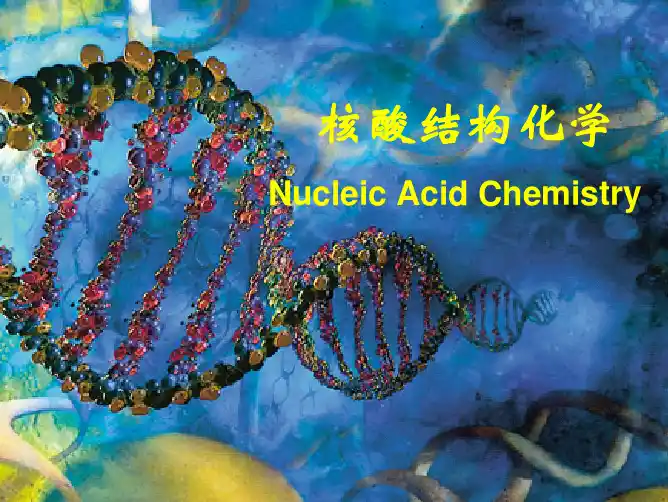 核酸的化学结构