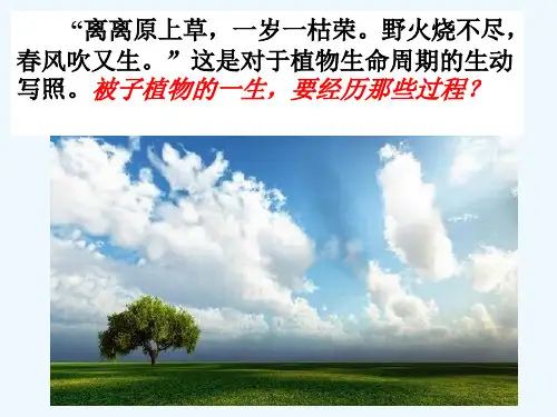 生物人教版七年级上册种子的萌发ppt