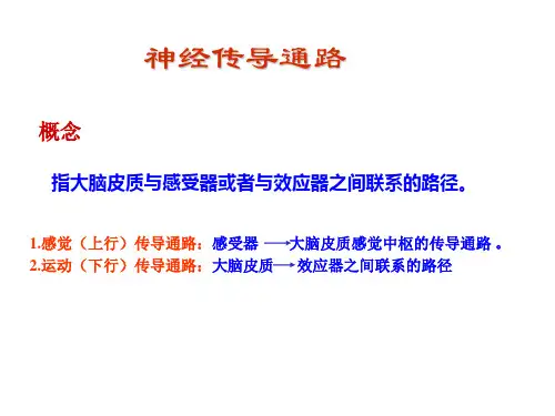 传导路