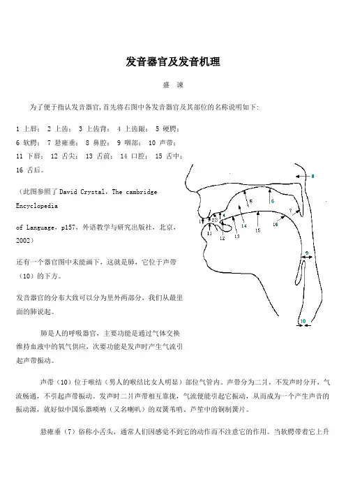 发音器官及发音机理 2