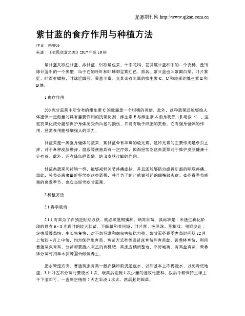 紫甘蓝的食疗作用与种植方法