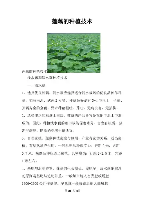 莲藕的种植技术