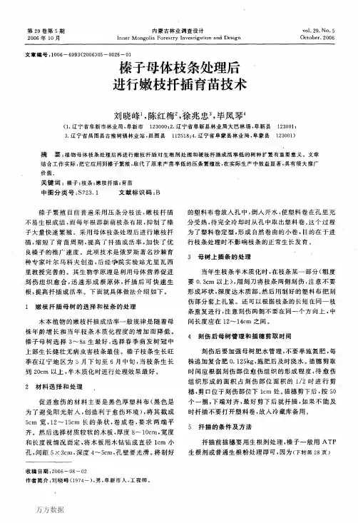 榛子母体枝条处理后进行嫩枝扦插育苗技术