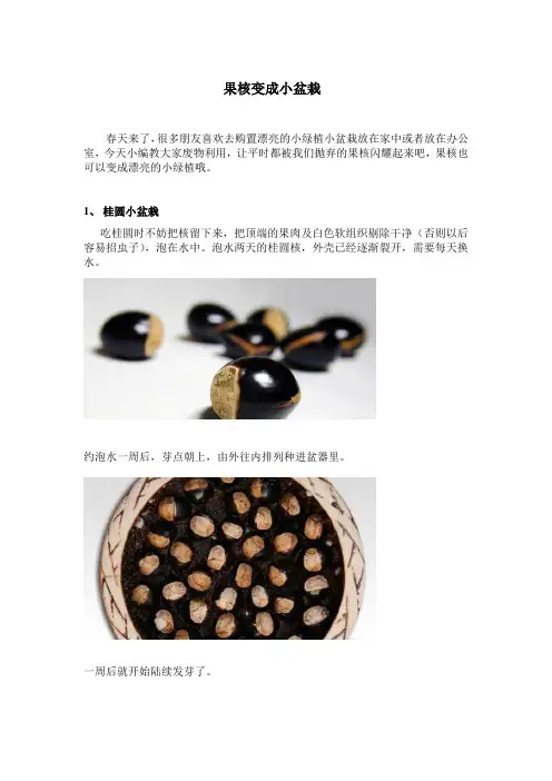 果核变成小盆栽