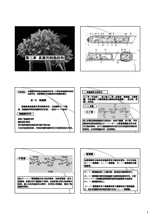 3-真菌的细胞结构