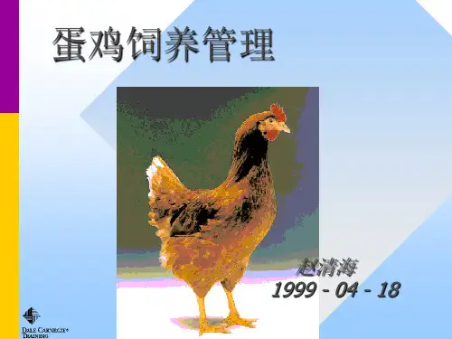 蛋鸡饲养管理