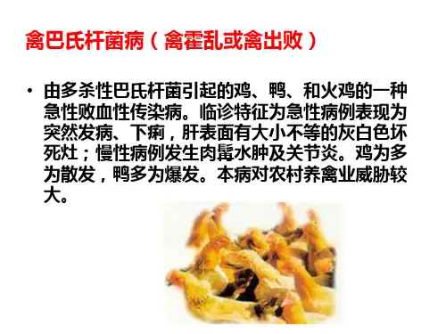 禽病禽巴氏杆菌病.ppt