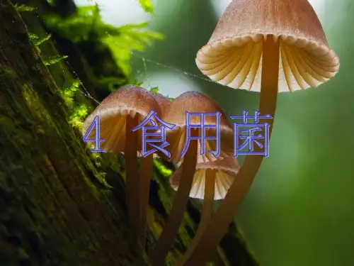 演示文稿1