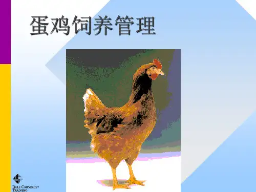 蛋鸡饲养管理.