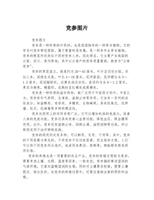 党参图片 