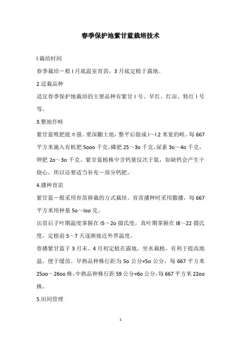 春季保护地紫甘蓝栽培技术