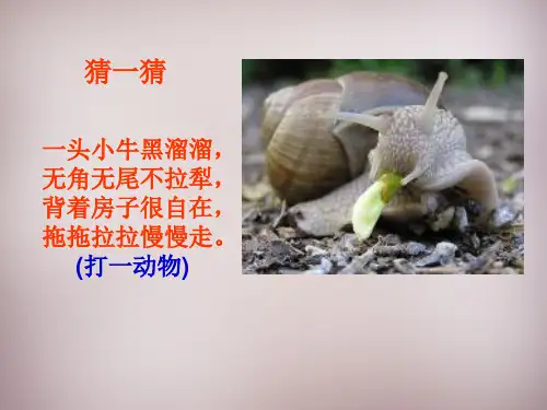 六年级语文上册《蜗牛慢条斯理的生活》课件2语文A版
