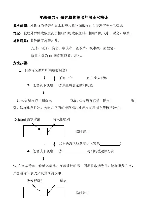 实验报告：探究植物细胞的吸水和失水