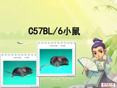 C57BL／6小鼠  金紫菱