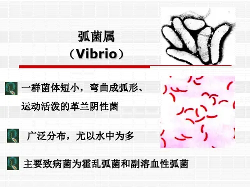 霍乱弧菌PPT课件