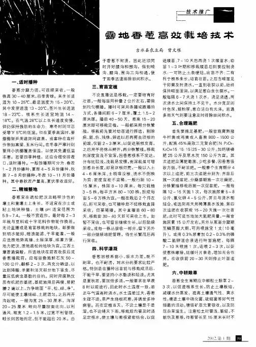 露地香葱高效栽培技术