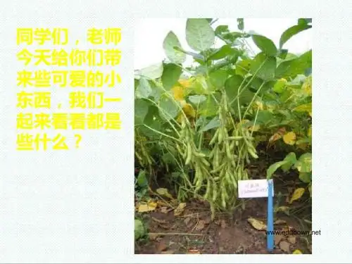 三年级美术课件-人美版三年级美术上册《植物籽粒拼图》课件1 最新