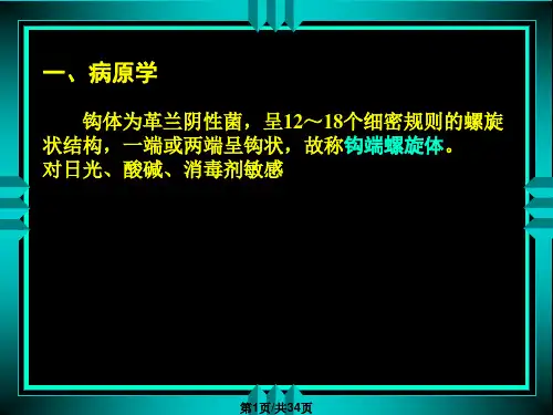 钩端螺旋体