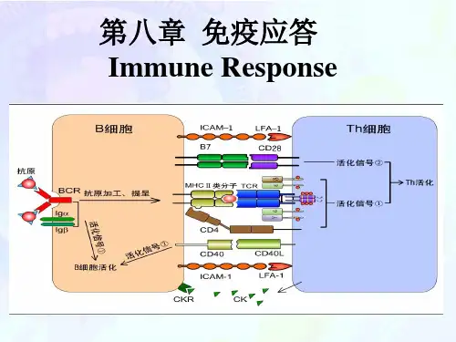 鱼类免疫学课件8-免疫应答-new