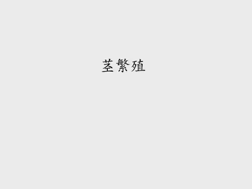 鄂教版小学五年级科学下册：茎繁殖_课件1