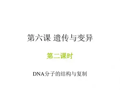 高一生物DNA分子的结构和复制