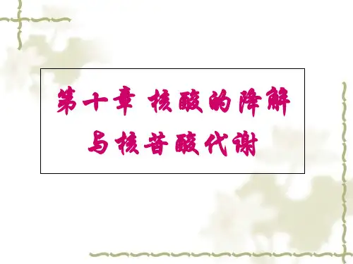 第10章核酸的降解与核苷酸代谢ppt课件