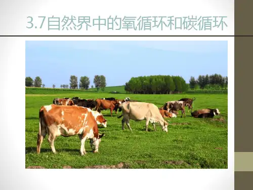 自然界中的氧循环和碳循环-ppt优秀课件