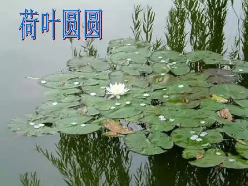 人教版小学一年级语文荷叶圆圆课件最新